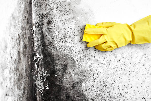 Best Mold Damage Repair  in Minneota, MN