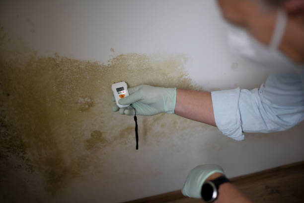Best Toxic Mold Removal  in Minneota, MN