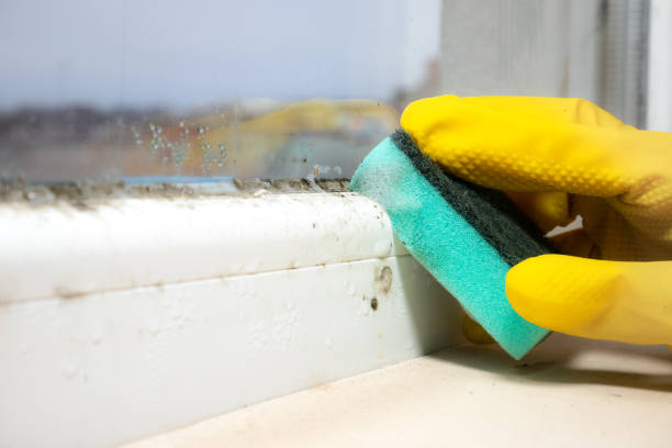 Best Crawl Space Mold Removal  in Minneota, MN