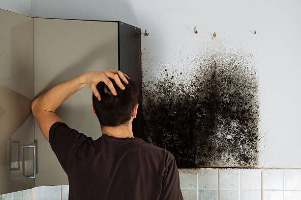 Mold Removal Process in Minneota, MN